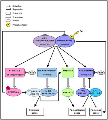 Multilayered regulation of iron homeostasis in Arabidopsis